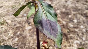 Attēlu rezultāti vaicājumam “Persicaria lapathifolia leaf”