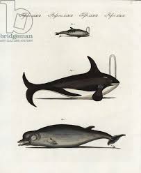 Image result for Hyperoodon ampullatus