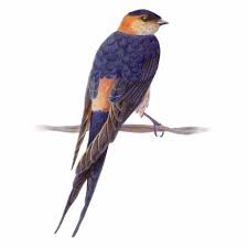 Image result for Cecropis daurica