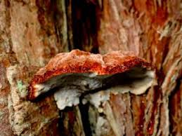 Attēlu rezultāti vaicājumam “Postia floriformis”