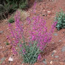 Image result for Penstemon