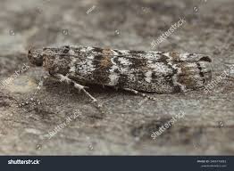 Attēlu rezultāti vaicājumam “Dioryctria abietella”