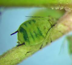 Attēlu rezultāti vaicājumam “Aphis farinosa”