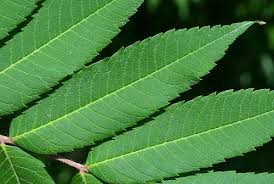 Attēlu rezultāti vaicājumam “Rhus typhina leaf”