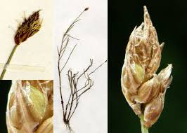 Attēlu rezultāti vaicājumam “Carex chordorrhiza”