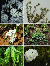 Attēlu rezultāti vaicājumam “Boraginaceae”