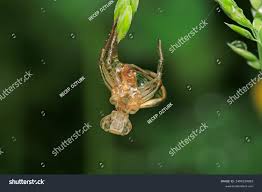 Attēlu rezultāti vaicājumam “Neriene montana”