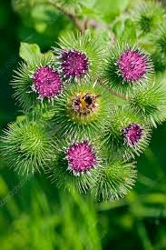 Attēlu rezultāti vaicājumam “Arctium lappa”