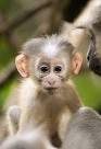 Picture: Anup Shah and Fiona Rogers / Rex Features - baby-monkey-eye_2119323i