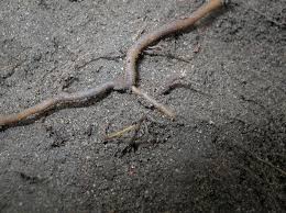 Attēlu rezultāti vaicājumam “Epipactis palustris bud”