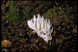 Attēlu rezultāti vaicājumam “Ramariopsis kunzei”