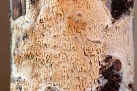 Attēlu rezultāti vaicājumam “Basidioradulum radula”