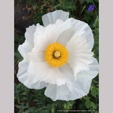 Image result for Romneya coulteri
