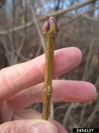 Attēlu rezultāti vaicājumam “Acer platanoides bud”