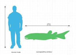 Attēlu rezultāti vaicājumam “Laccognathus panderi”