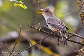 Image result for Hippolais olivetorum