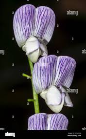 Attēlu rezultāti vaicājumam “Vicia sylvatica flower”