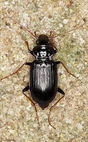 Attēlu rezultāti vaicājumam “Nebria brevicollis”