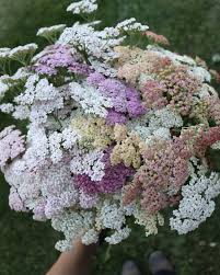 Attēlu rezultāti vaicājumam “Achillea ptarmica flower”