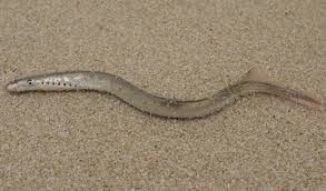 Image result for Lampetra fluviatilis