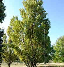 Attēlu rezultāti vaicājumam “Quercus robur Fastigiata leaf”