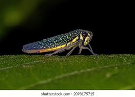 Attēlu rezultāti vaicājumam “Cicadellidae”