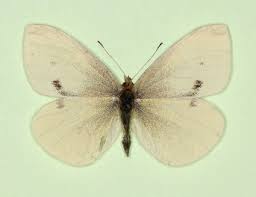 Attēlu rezultāti vaicājumam “Pieris rapae underside”