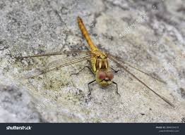 Attēlu rezultāti vaicājumam “Sympetrum flaveolum”