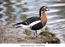 Attēlu rezultāti vaicājumam “Branta ruficollis adult”