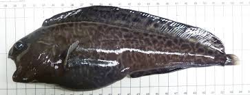 Image result for Anarhichas denticulatus