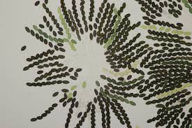 Attēlu rezultāti vaicājumam “Sordaria fimicola”