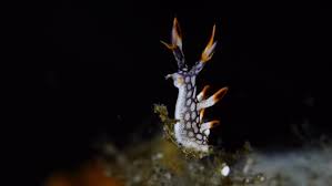 ผลการค้นหารูปภาพสำหรับ Bornella Anguilla