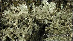 Attēlu rezultāti vaicājumam “Anaptychia ciliaris”