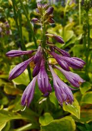 Attēlu rezultāti vaicājumam “Hosta sp. leaf”