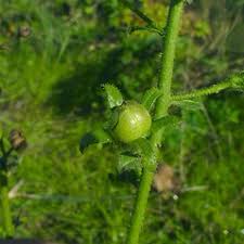 Image result for Verbascum blattaria
