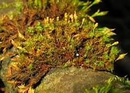 Attēlu rezultāti vaicājumam “Ulota crispa”