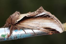 Attēlu rezultāti vaicājumam “Pheosia gnoma”