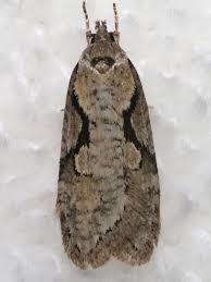 Attēlu rezultāti vaicājumam “Semioscopis oculella”