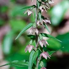 Attēlu rezultāti vaicājumam “Epipactis helleborine flower”