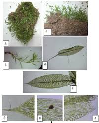 Attēlu rezultāti vaicājumam “Bryum neodamense”