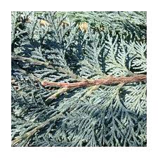 Attēlu rezultāti vaicājumam “Chamaecyparis lawsoniana”