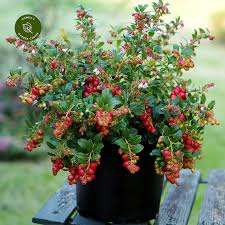 Attēlu rezultāti vaicājumam “Vaccinium vitis-idaea”