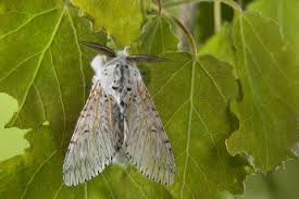 Attēlu rezultāti vaicājumam “Cerura vinula imago”