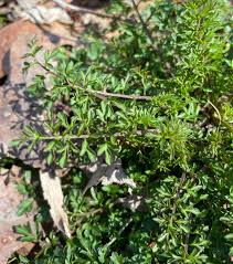 Attēlu rezultāti vaicājumam “Cardamine impatiens”