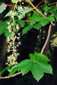 Attēlu rezultāti vaicājumam “Acer pseudoplatanus fo. purpurascens flower”