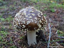 Attēlu rezultāti vaicājumam “Amanita regalis”