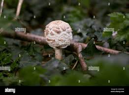 Attēlu rezultāti vaicājumam “Macrolepiota rhacodes var. bohemica”