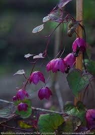 Image result for Rhodochiton atrosanguineum