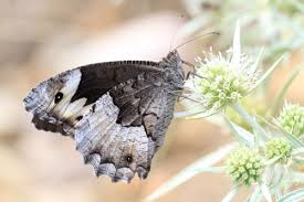 Attēlu rezultāti vaicājumam “Hipparchia alcyone underside”