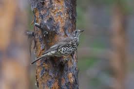 Attēlu rezultāti vaicājumam “Turdus viscivorus juvenile”